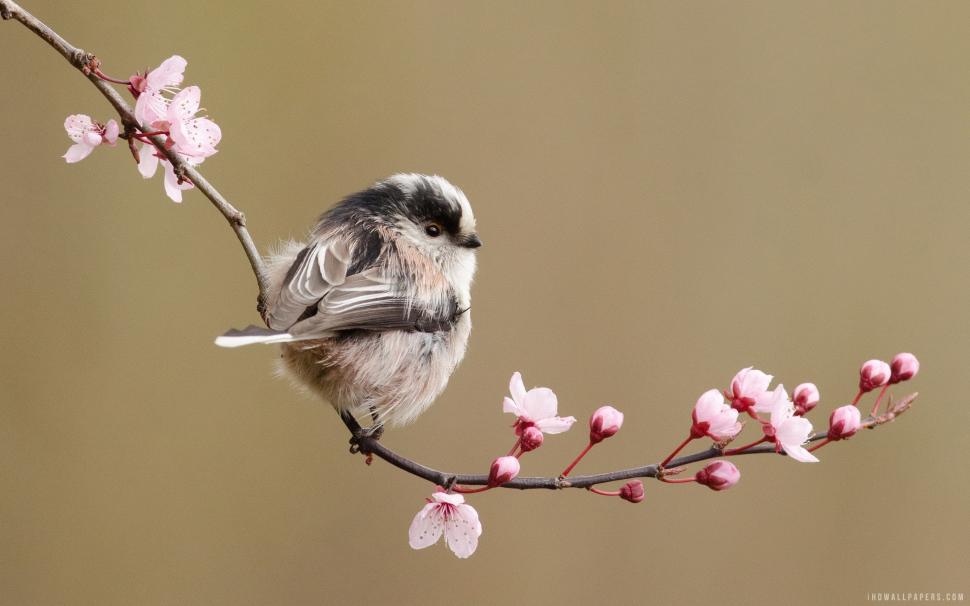 Long tailed Tit wallpaper,tailed HD wallpaper,long HD wallpaper,2880x1800 wallpaper