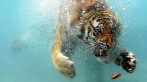 Swimming Tiger HD wallpaper thumb