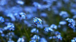 Niebieski Kwiat Bokeh wallpaper thumb