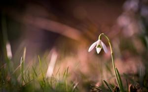 Snow drops flower, Flowers, Quiet, The most is the bow of the tender wallpaper thumb