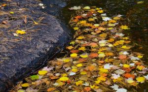 Stream, stone, water, leaves, autumn wallpaper thumb