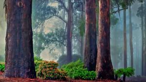 Big Trees in Foggy Forest wallpaper thumb