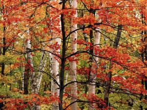maple leaf beauty autumn colours forest trees HD wallpaper thumb
