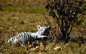White Tiger Cub wallpaper thumb
