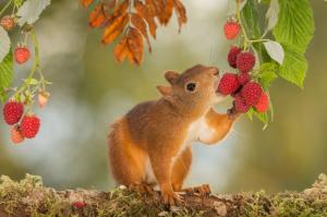Squirrel animal rodent wallpaper thumb