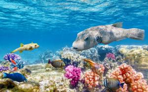 Reef World fish seaworld colorful ocean Underwater wallpaper thumb
