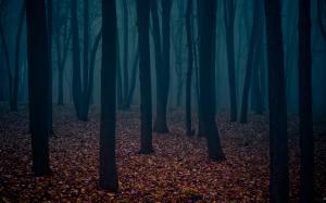 Dark Forest, Nature, Trees, Leaves wallpaper thumb