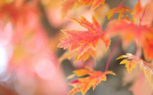 Red maple leaves, autumn, glare background wallpaper thumb