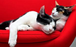 the happy couple animal calico cat feline kitten Pet Sweet HD wallpaper thumb