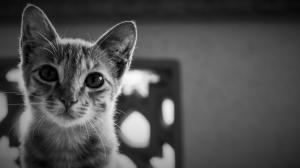 Animals, Cat, Monochrome wallpaper thumb