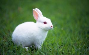 Cute Bunny, Adorable, Rabbits, Hairy, Grass, White wallpaper thumb