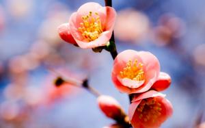 Red plum blossom close-up wallpaper thumb
