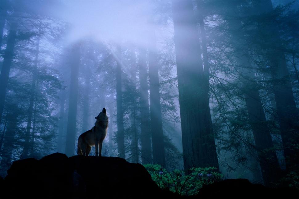 A Wolf Howling To His Pack wallpaper,landscape HD wallpaper,lone HD wallpaper,wolves HD wallpaper,howling HD wallpaper,night HD wallpaper,animals HD wallpaper,1999x1333 wallpaper