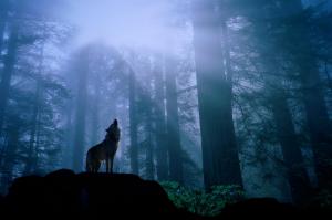 A Wolf Howling To His Pack wallpaper thumb