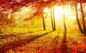 Beautiful autumn, forest, trees, red leaves, grass, sun rays wallpaper thumb