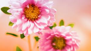 Pink Floral wallpaper thumb