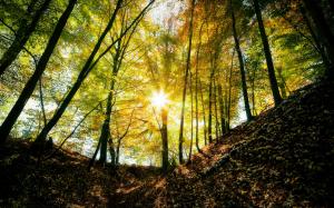 Autumn forest, trees, light, sun rays wallpaper thumb