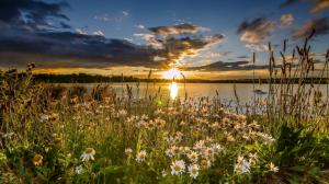 West Yorkshire, England, lake, daisies, sunset wallpaper thumb
