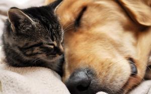 Asleep Dog and cat hug wallpaper thumb