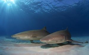Animals Fishes Sharks Ocean Sea Underwater Sand Sunlight Predator Magazine wallpaper thumb