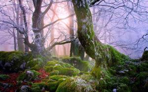 Forest, mist, rocks, moss, trees wallpaper thumb
