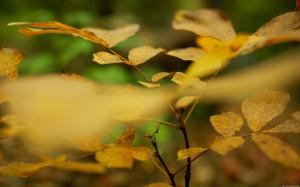 Bokeh Leaf Leaves HD wallpaper thumb
