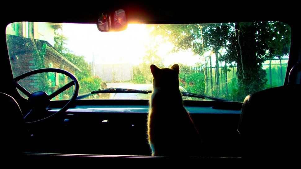 Cat in the Front Seat HD wallpaper,car HD wallpaper,cat HD wallpaper,front seat HD wallpaper,green HD wallpaper,mirror HD wallpaper,shade HD wallpaper,shadow HD wallpaper,sun HD wallpaper,wheel HD wallpaper,whiskers HD wallpaper,1920x1080 wallpaper