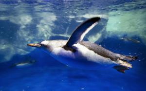 Penguin diving wallpaper thumb