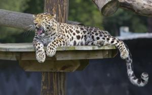 Amur leopard, predator, rest, yawns wallpaper thumb
