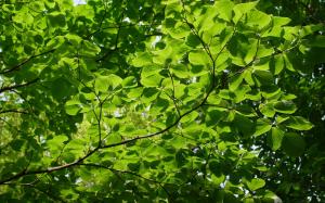 Summer green leaves, twigs, sun wallpaper thumb