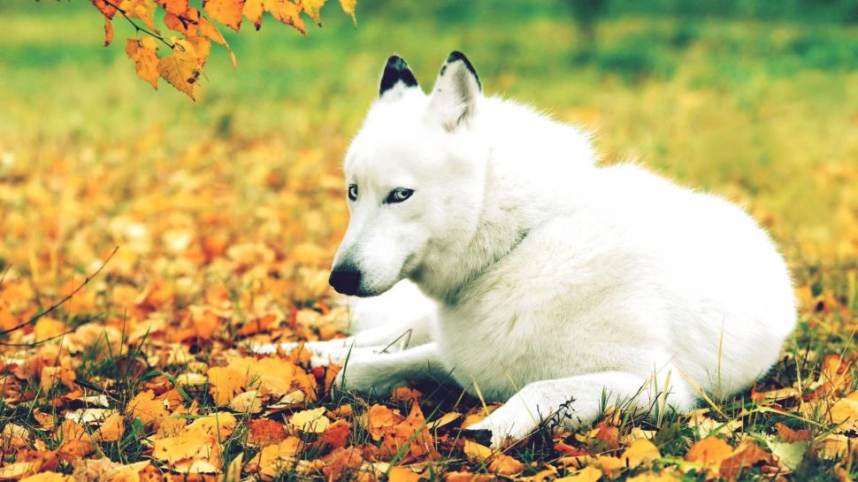 Just Take The Picture Already! wallpaper,photography HD wallpaper,nature HD wallpaper,fall HD wallpaper,huskey HD wallpaper,autumn HD wallpaper,animal HD wallpaper,animals HD wallpaper,1920x1080 wallpaper