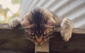 Gray striped cat, curiosity wallpaper thumb