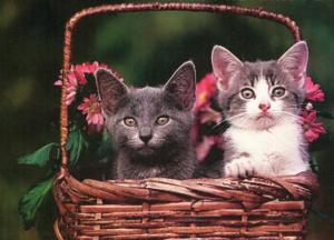Two Kittens In A Flower Basket wallpaper thumb