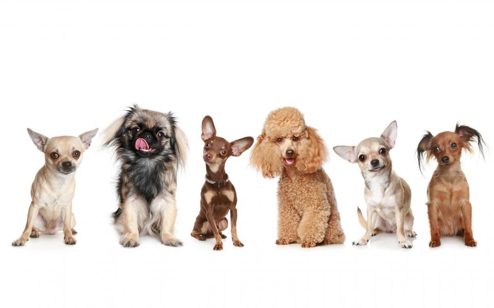 Happy Dogs wallpaper,pets HD wallpaper,poster HD wallpaper,background HD wallpaper,2560x1600 wallpaper