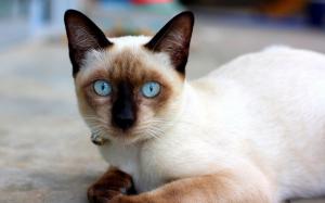 White Brown Cat Pictures For Desktop wallpaper thumb