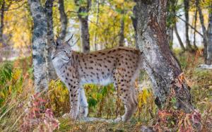 Lynx in the autumn forest wallpaper thumb