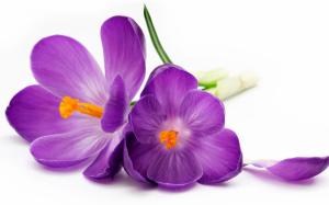 Purple crocuses, petals, white background wallpaper thumb