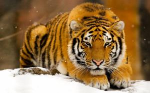 Wild Tiger Ready for Hunt wallpaper thumb