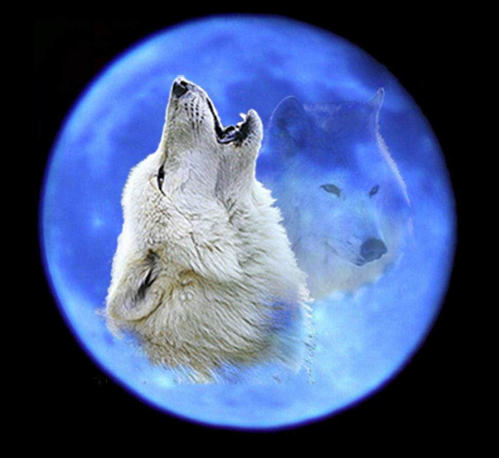 Blue Night Sky wallpaper,gray wolf HD wallpaper,dogs HD wallpaper,animals HD wallpaper,puppies HD wallpaper,wolves howling HD wallpaper,wolves HD wallpaper,wolf pups HD wallpaper,moon HD wallpaper,2000x1839 wallpaper