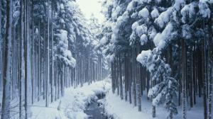 Winter Trees HDR Photography HD wallpaper thumb