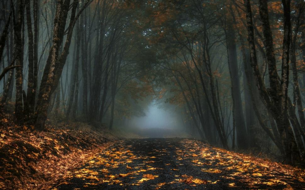 Nature, Mist, Road, Forest, Leaves, Fall, Dark, Morning wallpaper,nature HD wallpaper,mist HD wallpaper,road HD wallpaper,forest HD wallpaper,leaves HD wallpaper,fall HD wallpaper,dark HD wallpaper,morning HD wallpaper,2200x1375 wallpaper