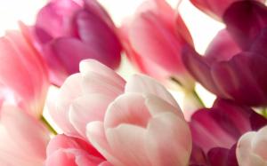 Bouquet of pink tulips macro wallpaper thumb