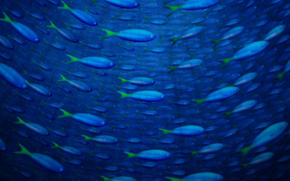 Underwater Fish HD wallpaper,creative HD wallpaper,graphics HD wallpaper,creative & graphics HD wallpaper,fish HD wallpaper,underwater HD wallpaper,2560x1600 wallpaper