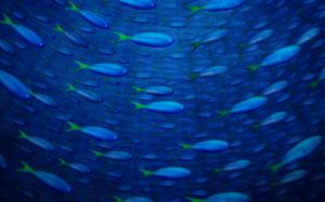Underwater Fish HD wallpaper thumb