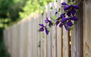 Flowers Fence HD wallpaper thumb