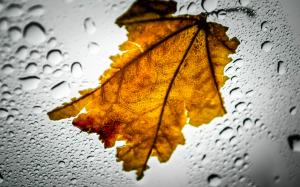 Leaf Wet Water Drops Window HD wallpaper thumb