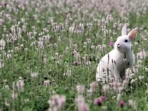 cute bunny  Cute Bunny Rabbit Flowers with HD wallpaper thumb