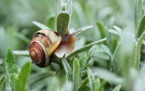 Snail Macro Grass HD wallpaper thumb
