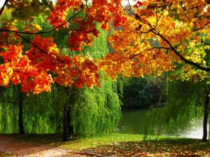 Forest, autumn, leaves, river wallpaper thumb