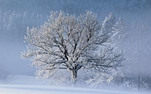 Winter Snow Trees Fog Widescreen Resolutions wallpaper thumb